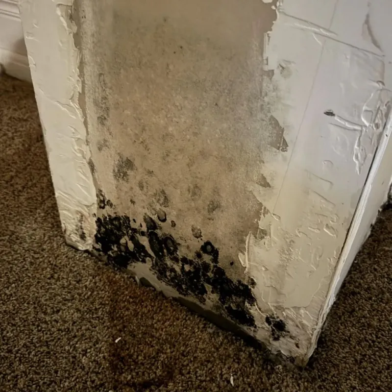 Professional Mold Removal in Brazoria, TX